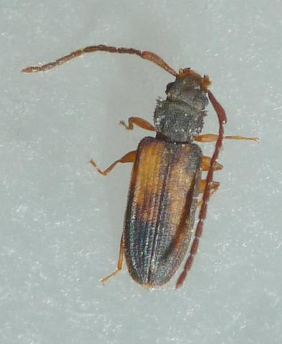 Réf. 225 940 : Uleiota planatus